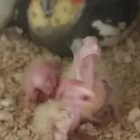 جفت عروس هلندی به ضمانت تخم و جوجه