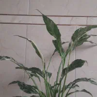 گلخانه گلبانو|گل و گیاه طبیعی|نجفآباد, شریعتی غربی|دیوار