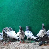فروش جمله انواع کبوتر پاکستانی و ایرانی|پرنده|میناب, |دیوار