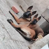 مالینویز پنج عدد