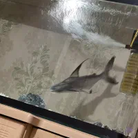 ماهی پنکوسی شکاری|ماهی|پارس‌آباد, |دیوار