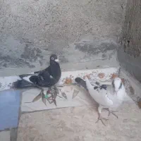 دو عدد جنگی نر