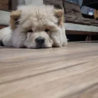 چاوچاو پسر خشگل جنسیت زبون بنفش