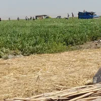 هندوانه سفید و دراگون شیرین