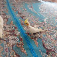 عروس هلندی|پرنده|زهک, |دیوار