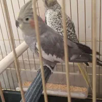 عروس هلندی ماده