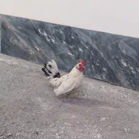 خروس چهل تاج مینیاتوری