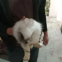 خرگوش لپی|موش و خرگوش|ارومیه, |دیوار