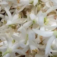 بهارنارنج عمده