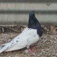 پرنده خوب|پرنده|برازجان, |دیوار