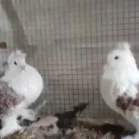 کبوتر زینتی جکسون|پرنده|بهشهر, |دیوار