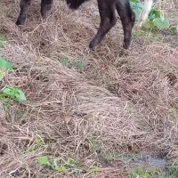 حیوانات مزرعه|حیوانات مزرعه|تالش, جوکندان|دیوار