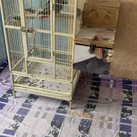 فروش قفس کاسکویی طوطی سانان