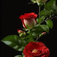 استخدام خانم 5 نفر