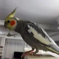 عروس هلندی نر