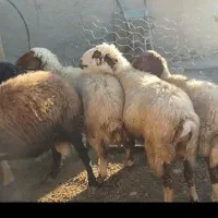 میش. گوسفند|حیوانات مزرعه|پاپی, |دیوار