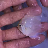 دیسکس ۲ اینچ|ماهی|اصفهان, شمس آباد|دیوار