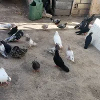 چنتازاغ وسورفروش یامعاوضه باپلستیشن