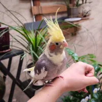 عروس هلندی ماده ۲تا با رنگ بندی خاص