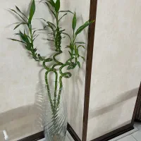 گلدان تمام شیشه