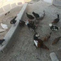 مرغ و خروس جوجه گلین