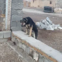 سگ دوبرمن|سگ|کرمانشاه, |دیوار