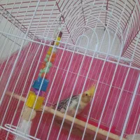 فروش عروس هلندی نر ۳ماهه فقط  تماس|پرنده|قائم‌شهر, |دیوار