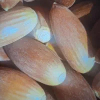 فروش بلوط تمیز پاک