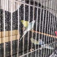 مرغ عشق رنگین کمانی|پرنده|قم, الوندیه و گذر صادق|دیوار