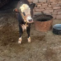 گاونژاد دارشکم دوم وگوساله ماده سوزنی نژاد دار