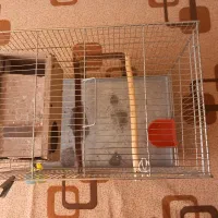 قفس پرنده|لوازم جانبی حیوانات|مبارکه, |دیوار