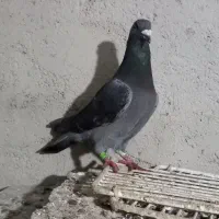 کبوتر دوبر|پرنده|اردبیل, |دیوار