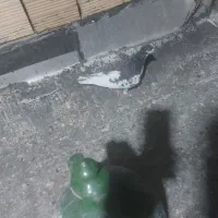 یال|پرنده|مرودشت, تامین اجتماعی‎|دیوار