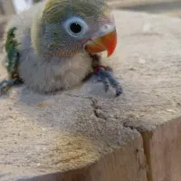 جوجه سرلاکی طوطی کوتوله حلقه به پا|پرنده|شیراز, گل سرخ|دیوار