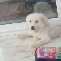 سگ (پت) نر و ماده شیتزو تریرفروش هم تکی هم باهم|سگ|آمل, |دیوار