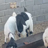 بز وکره نر|حیوانات مزرعه|مهریز, |دیوار