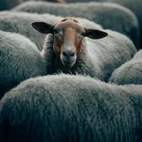 به یک عدد چوپان نیازمندیم