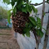 عسل صد در صد طبیعی