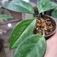 گل اپارتمانی