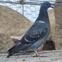 تعداد ده عدد جوجه هیچ پره و ۱پر