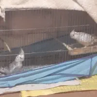 عروس ایزابلا