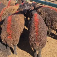 تعداد بره شیری قزل افشار