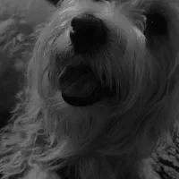 واگذاری سگ ماده