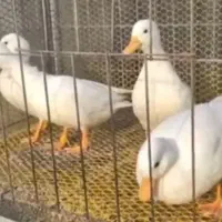 پرورش انواع اردک زینتی