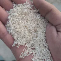 برنج لاشه فجر ۹۰ روزه گرگان