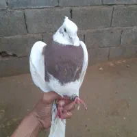 شوش|حیوانات|شوش, |دیوار