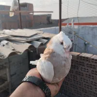 کبوتر طوقی|پرنده|دلند, |دیوار