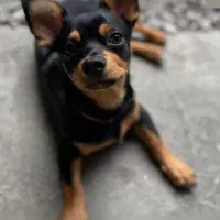 سگ شیهوواوا|سگ|نوشهر, |دیوار