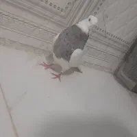 طوقی|پرنده|شادگان, |دیوار