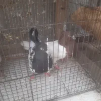 ۲ جفت کفتر|پرنده|دزفول, |دیوار